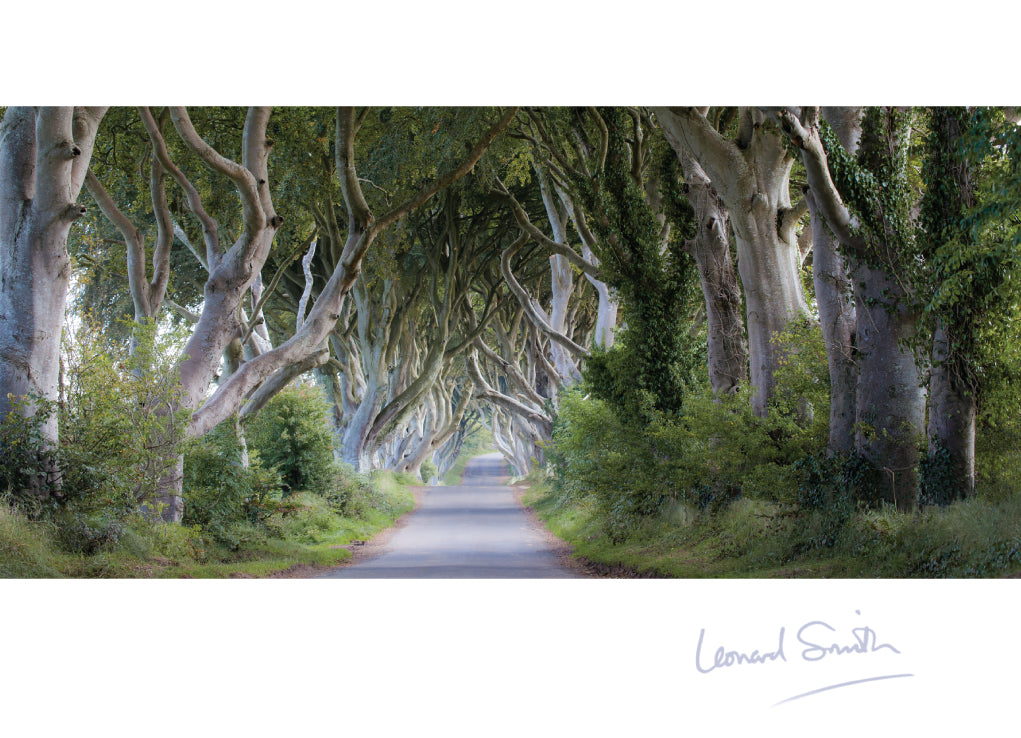 Blank Card - The Dark Hedges - The Christian Gift Company