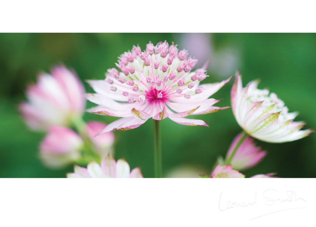 Blank Card - Pink Astrantia Flowers - The Christian Gift Company