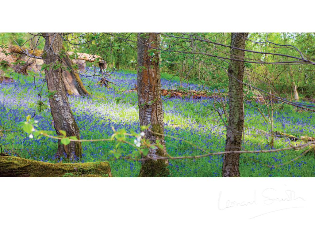 Blank Card - Arger Fen Bluebell Wood - The Christian Gift Company