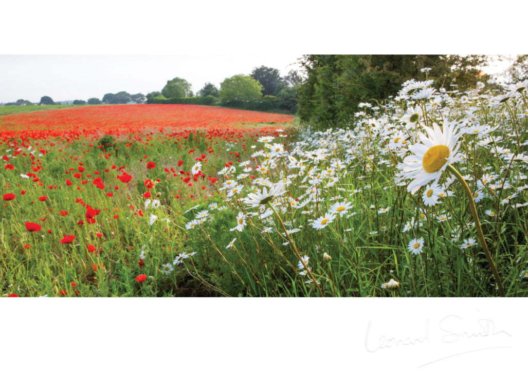 Blank Card - Poppy And Daisy Meadow - The Christian Gift Company