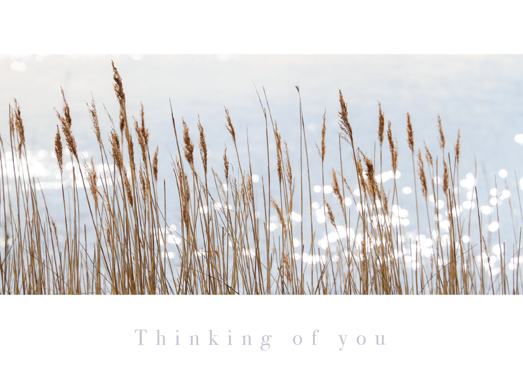 Thinking of You Card - Backlit Reeds - The Christian Gift Company