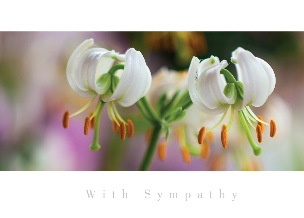 Sympathy Card - Close-up White Lilies - The Christian Gift Company