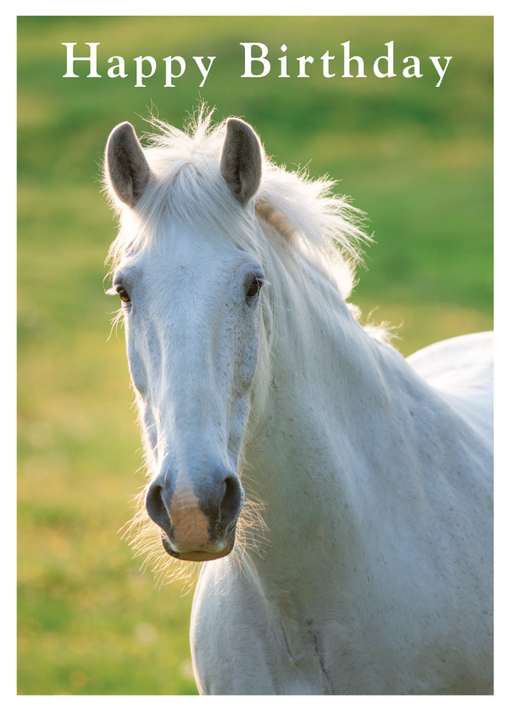 Birthday Card - White Horse - The Christian Gift Company