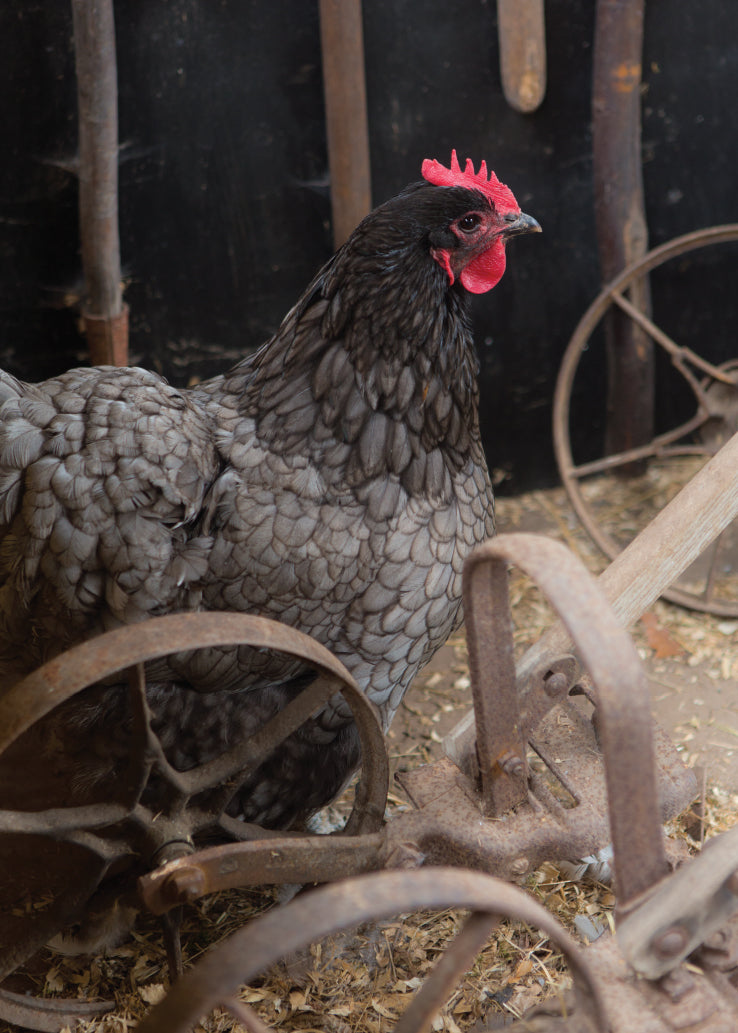 Blank Card - Hen In Garden Shed - The Christian Gift Company