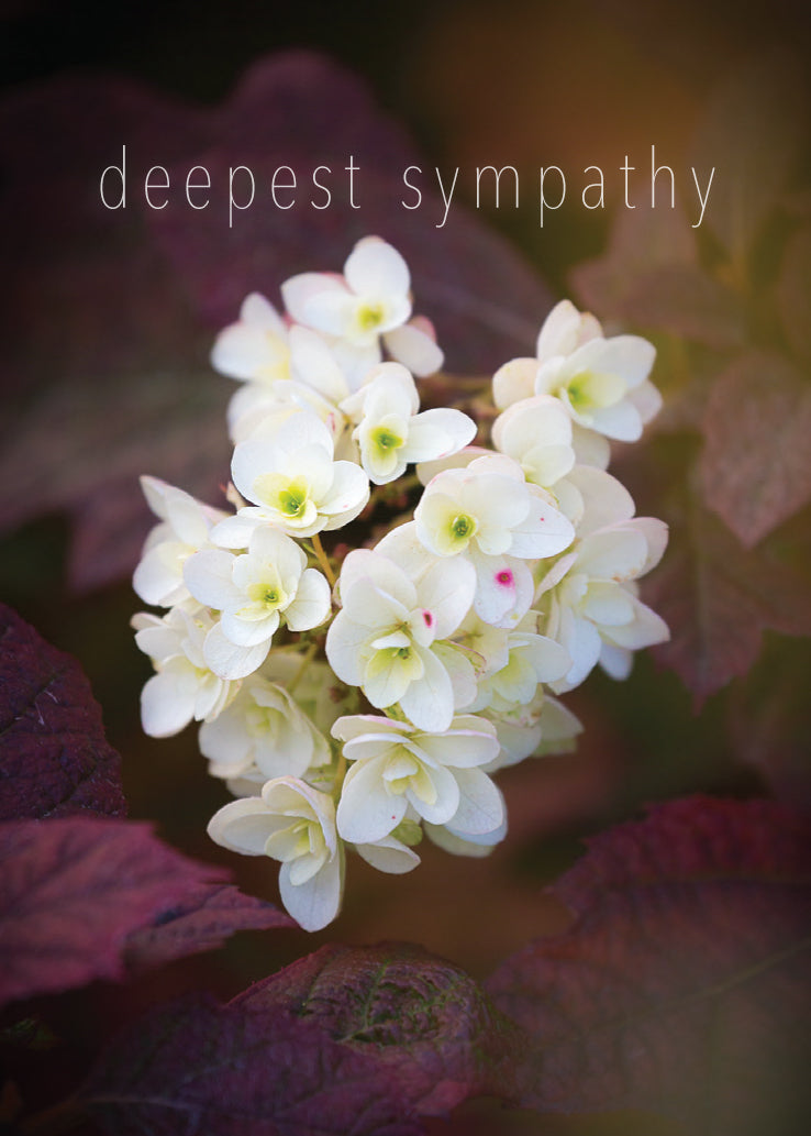 Sympathy Card - Hydrangea Close Up - The Christian Gift Company