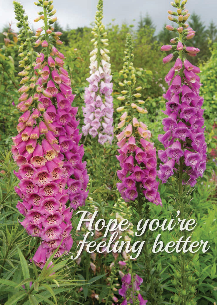 Get Well Card - Garden Foxgloves - The Christian Gift Company