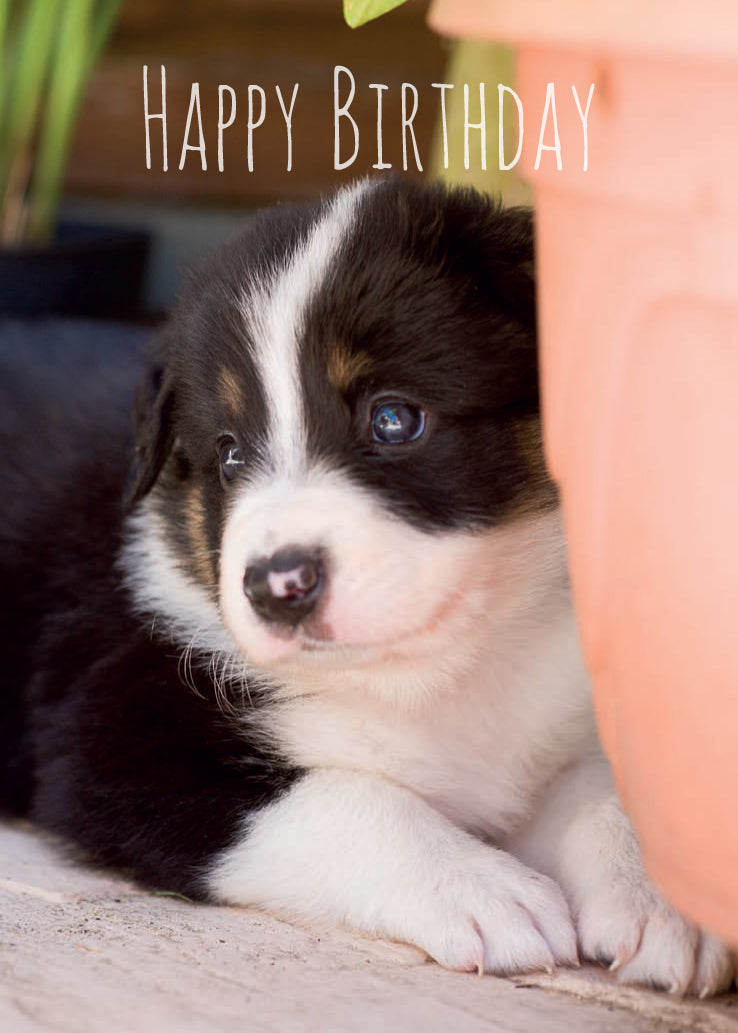 Birthday Card - Border Collie Pup - The Christian Gift Company