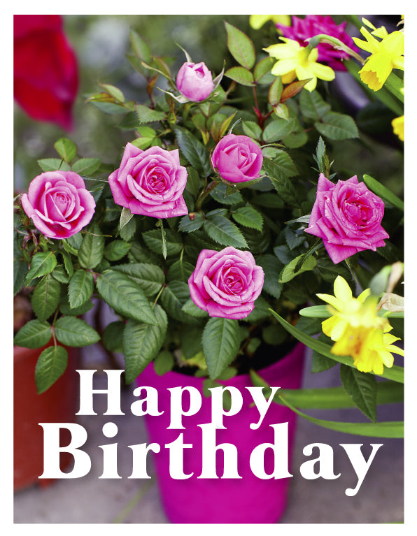 Birthday Card - Pink Roses In Pink Pot - The Christian Gift Company