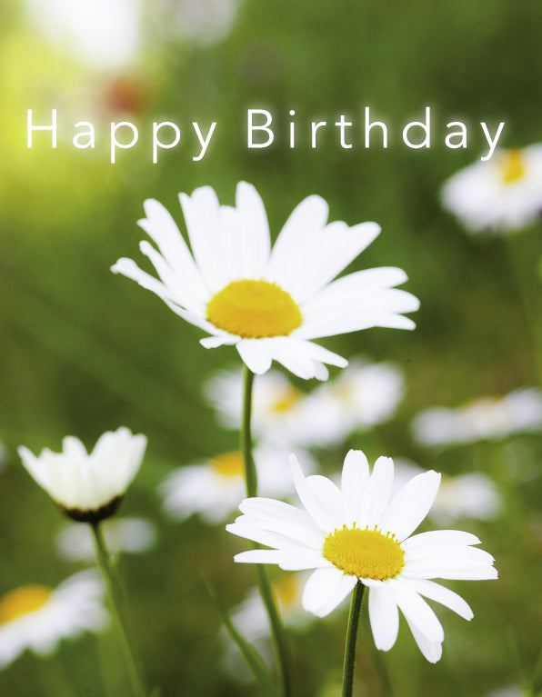 Birthday Card - Oxeye Daisies Close Up - The Christian Gift Company