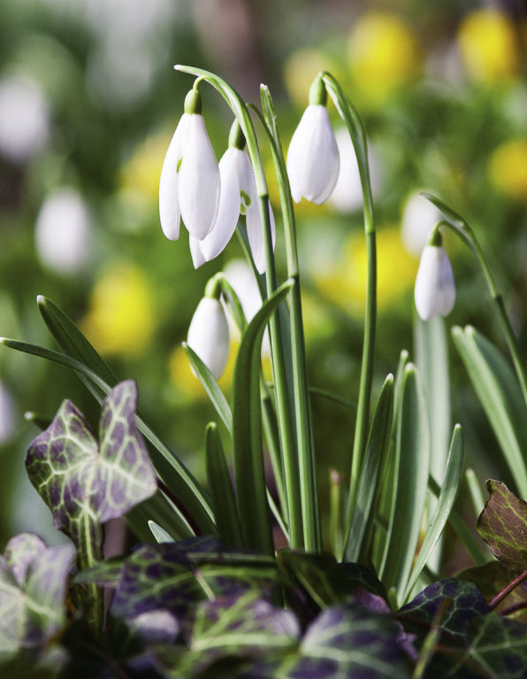 Blank Card - Snowdrops - The Christian Gift Company