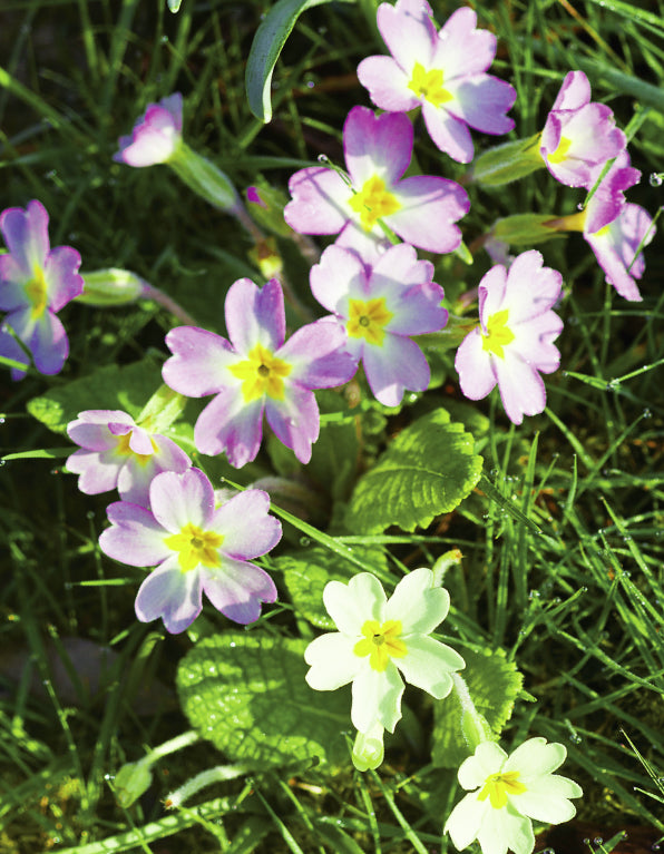 Blank Card - Pink Primroses - The Christian Gift Company