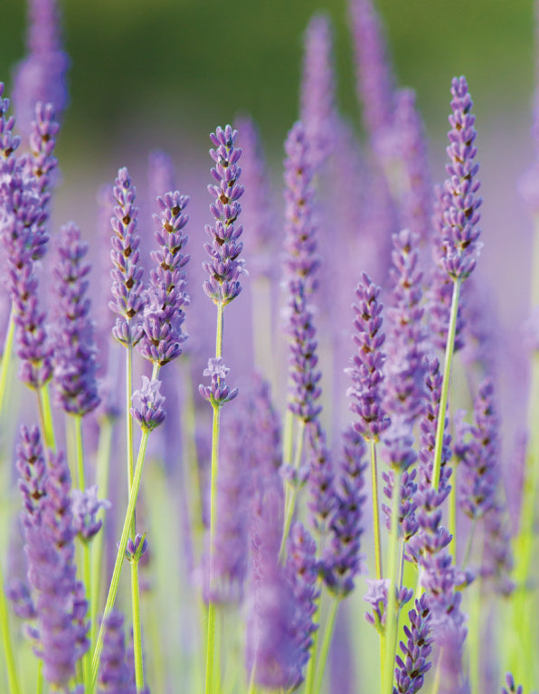 BLank Card - Lavender Stems - The Christian Gift Company