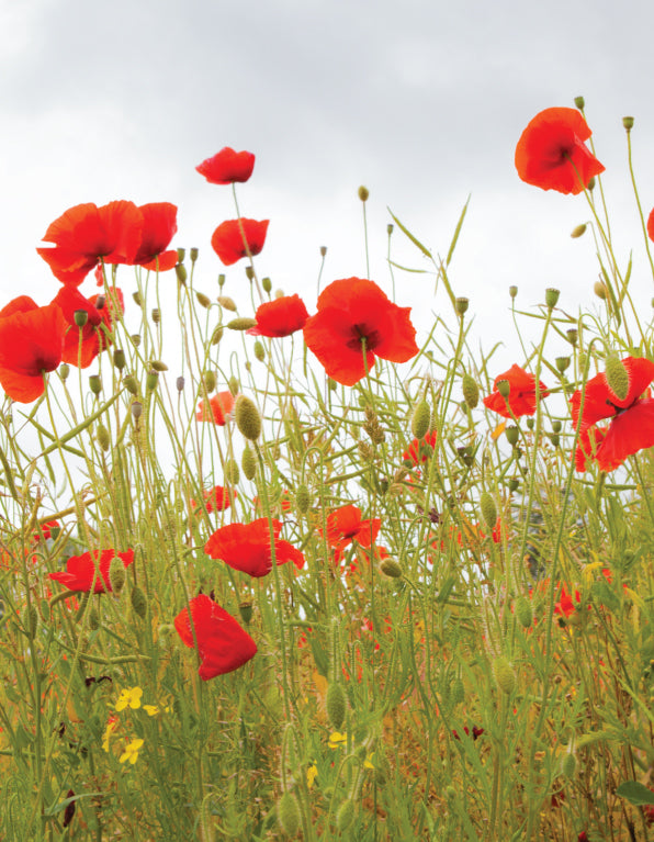 Blank Card - Poppies - The Christian Gift Company