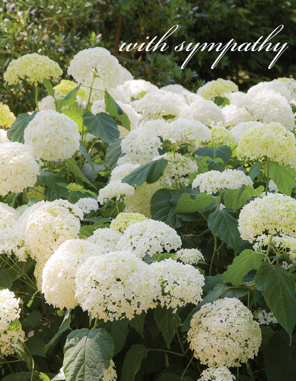 Sympathy Card - White Hydrangea Bush - The Christian Gift Company