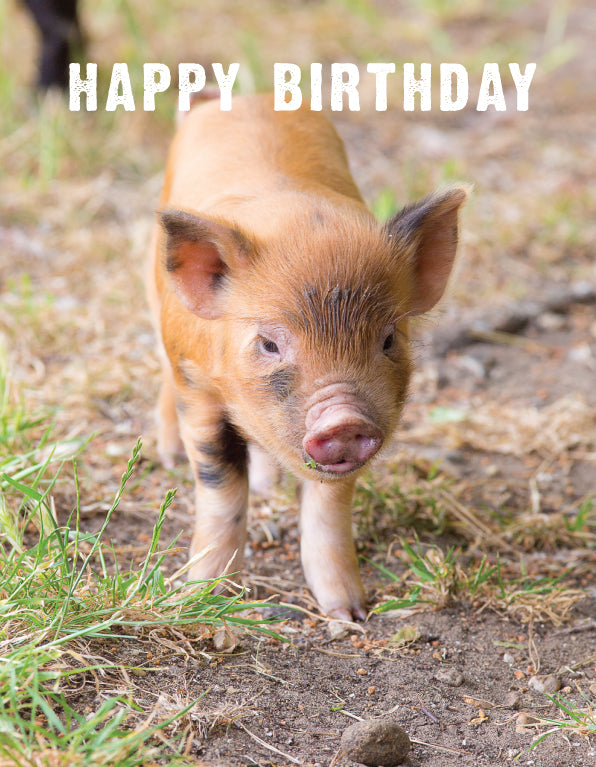 Birthday Card - Ginger Piglet - The Christian Gift Company