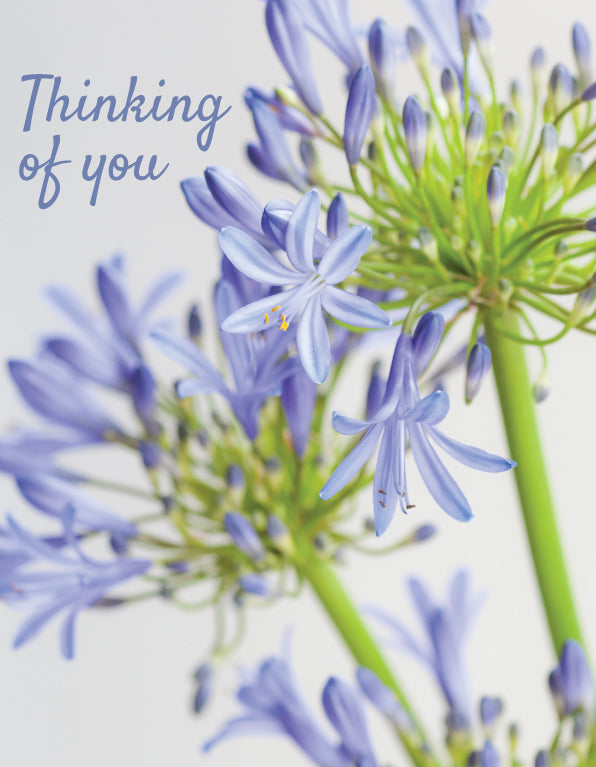 Thinking of You Card - Agapanthus Close Up - The Christian Gift Company