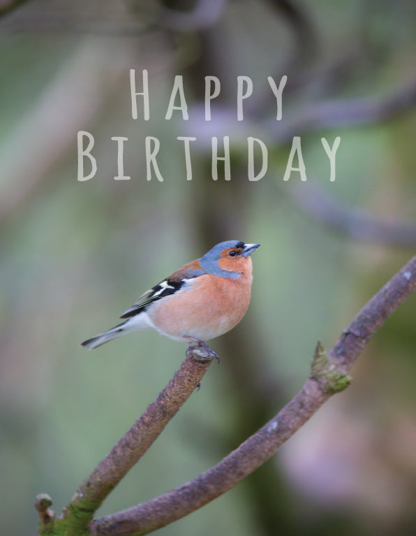 Birthday Card - Chaffinch On Twig - The Christian Gift Company