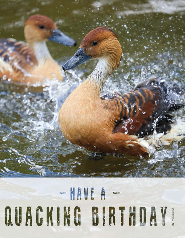 Birthday Card - Splashing Ducks - The Christian Gift Company