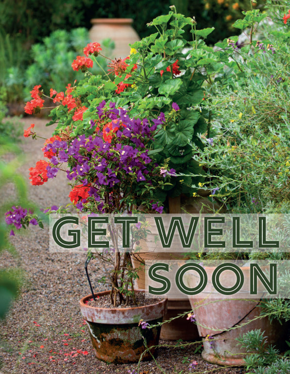 Get Well Card - Terracotta Planting - The Christian Gift Company