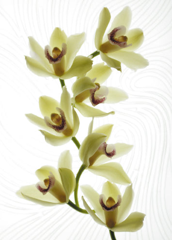 Blank Card - Orchids - The Christian Gift Company