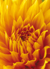 Blank Card - Yellow Chrysanthemum - The Christian Gift Company