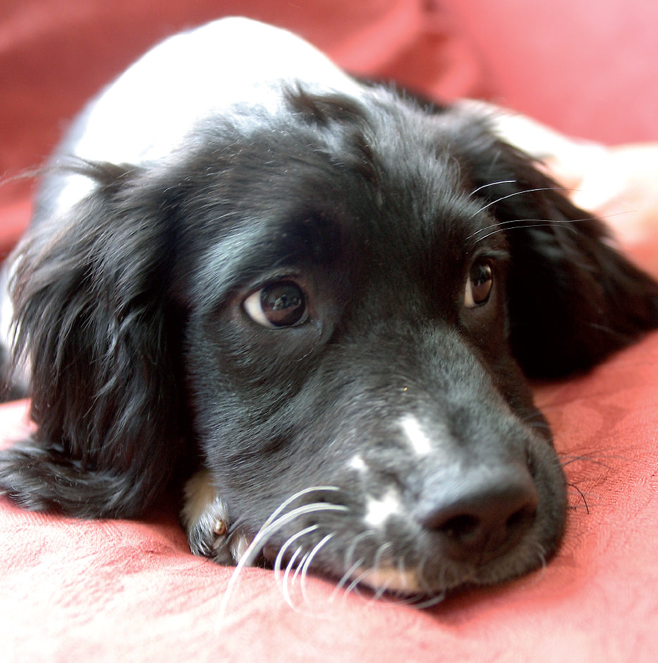 Thinking of You Card - Springer Spaniel - The Christian Gift Company