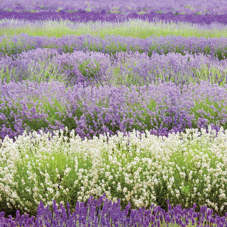 Birthday Card - Lavender Field Close Up - The Christian Gift Company