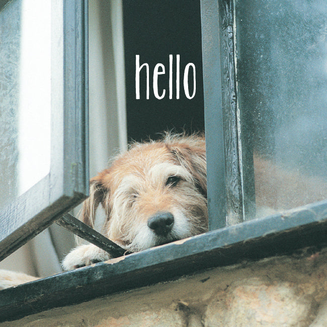 Photonotes Notecards - Dog At Window (pack of 5) - The Christian Gift Company