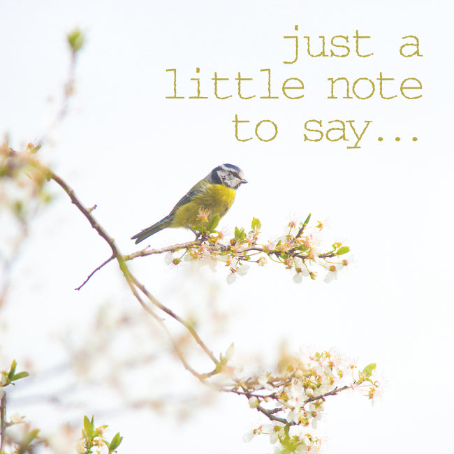 Photonotes Notecards - Bluetit (pack of 5) - The Christian Gift Company