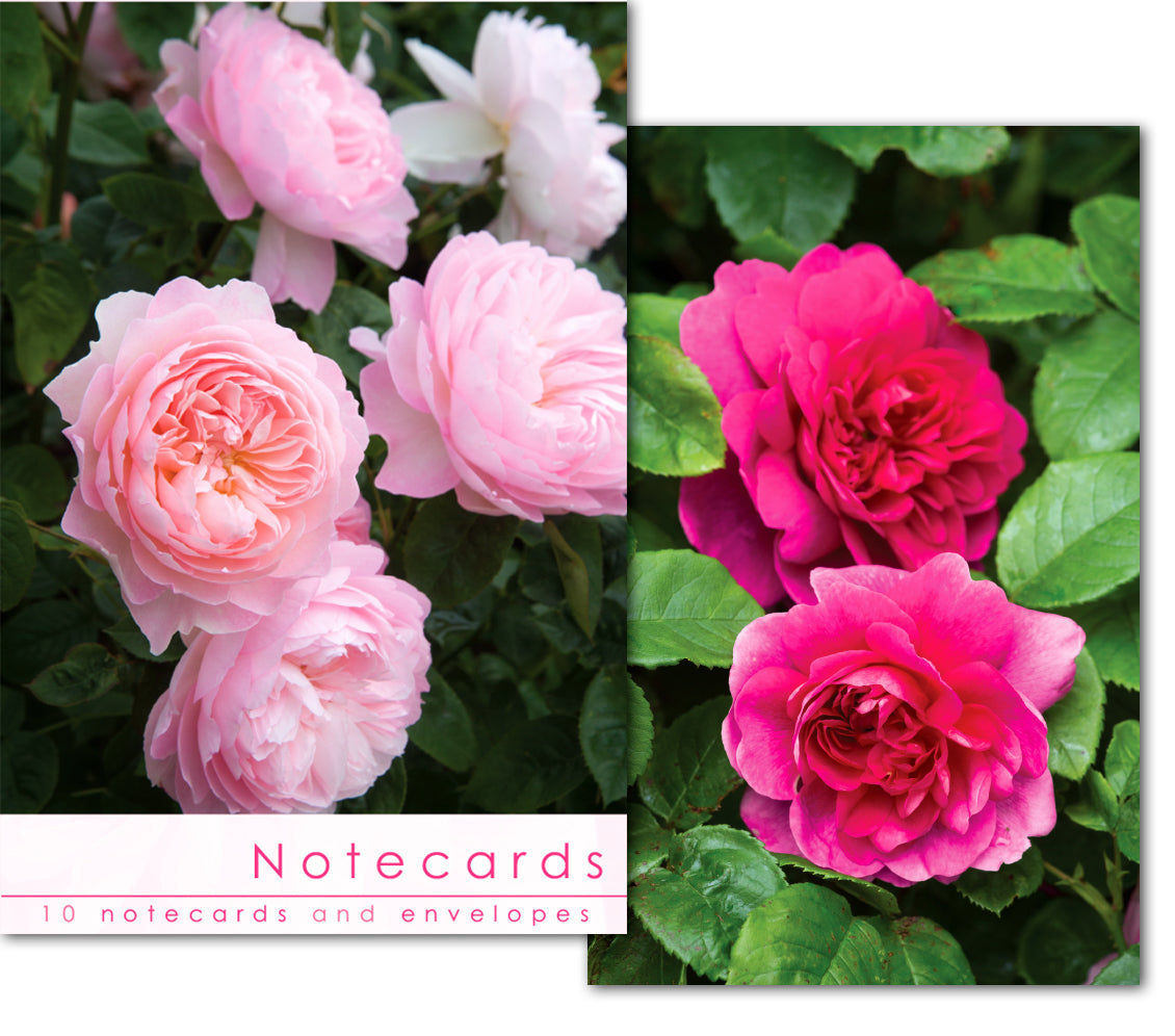 Notecard Wallet - Rich Pink Roses (10 cards) - The Christian Gift Company