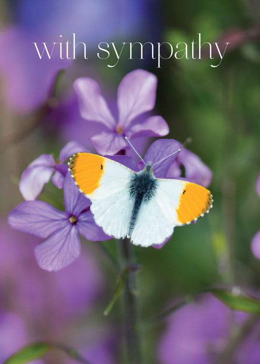 Sympathy Card - Orange Tip Butterfly - The Christian Gift Company