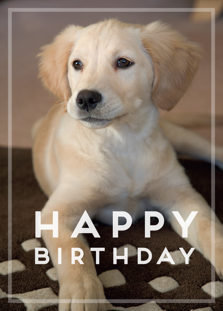 Birthday Card - Golden Retriever Puppy - The Christian Gift Company