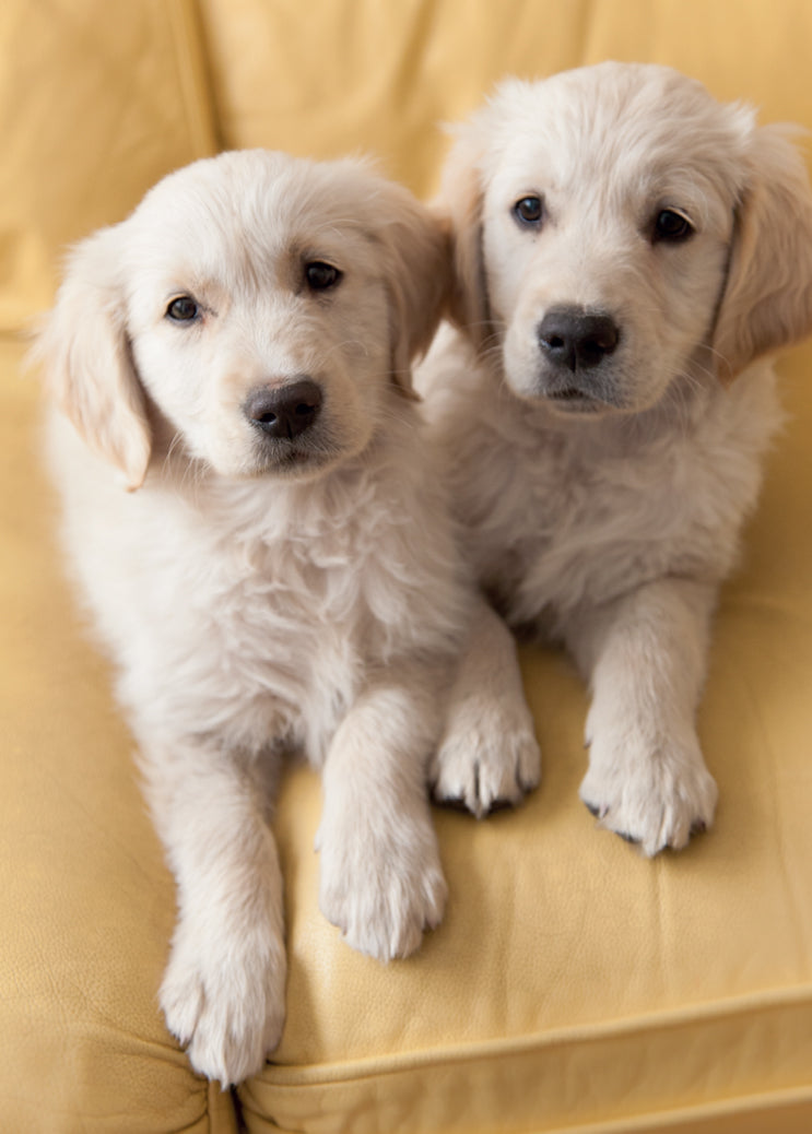 Blank Card - Retriever Puppies - The Christian Gift Company