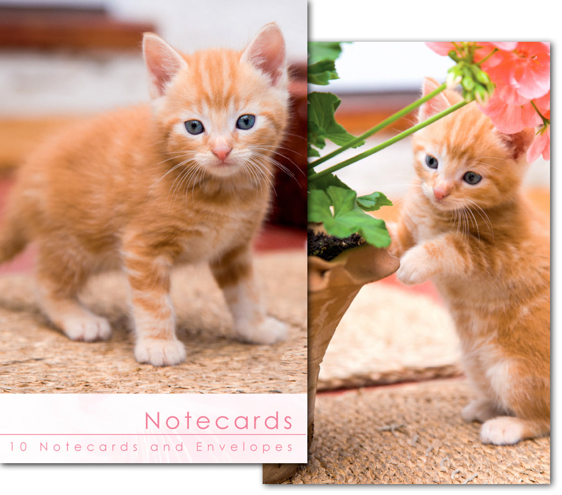 Notecard Wallet - Ginger Kitten (10 cards) - The Christian Gift Company